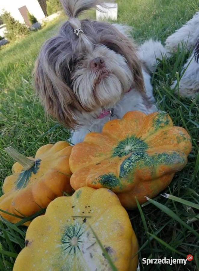 Piwski mamie shih tzu oddam w ręce Mielec