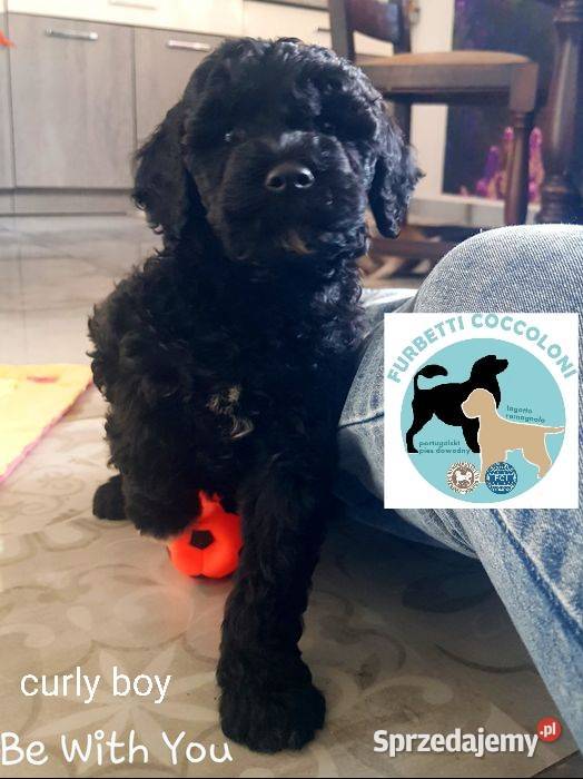 Szczenięta portugalski pies dowodny zkwp FCI kujawsko-pomorskie Makówiec sprzedam