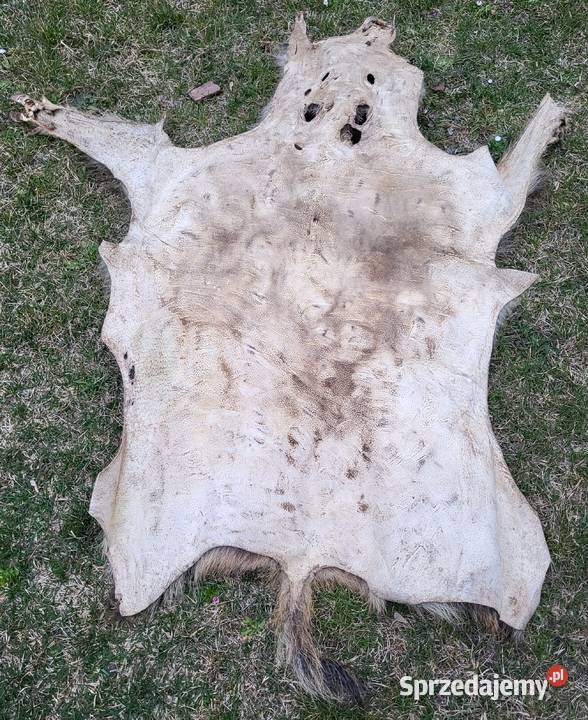 Wyprawiona skóra z dzika 130 x 80 Włodawa