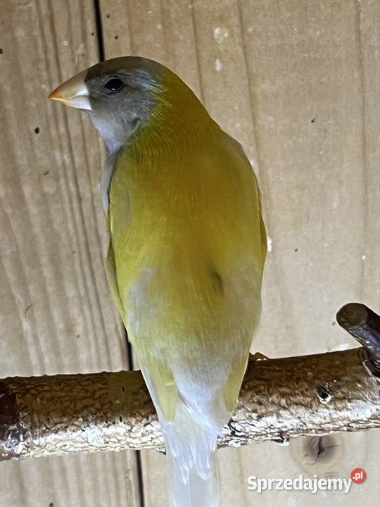 Amadyna wspaniała samiec 2025 r Ruda Śląska