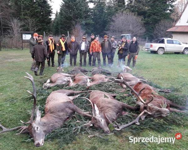Gończe Polskie reproduktory polujące Pozostałe Posada Jaćmierska
