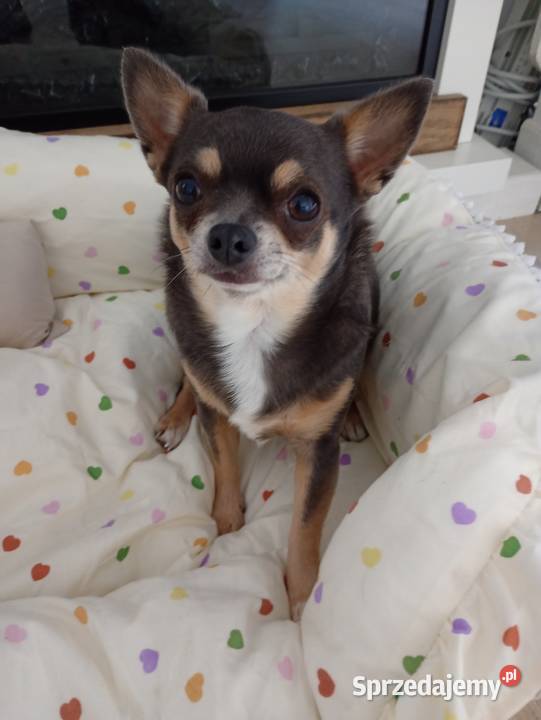 Dorosła chihuahua suczka