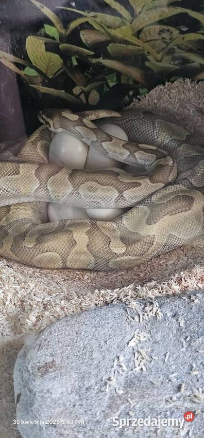 Pyton królewski phyton regius samica Gady i płazy małopolskie Kraków
