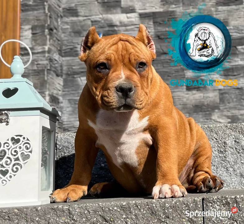 American Bully ABKC Gundabar Dogs suczka Koło
