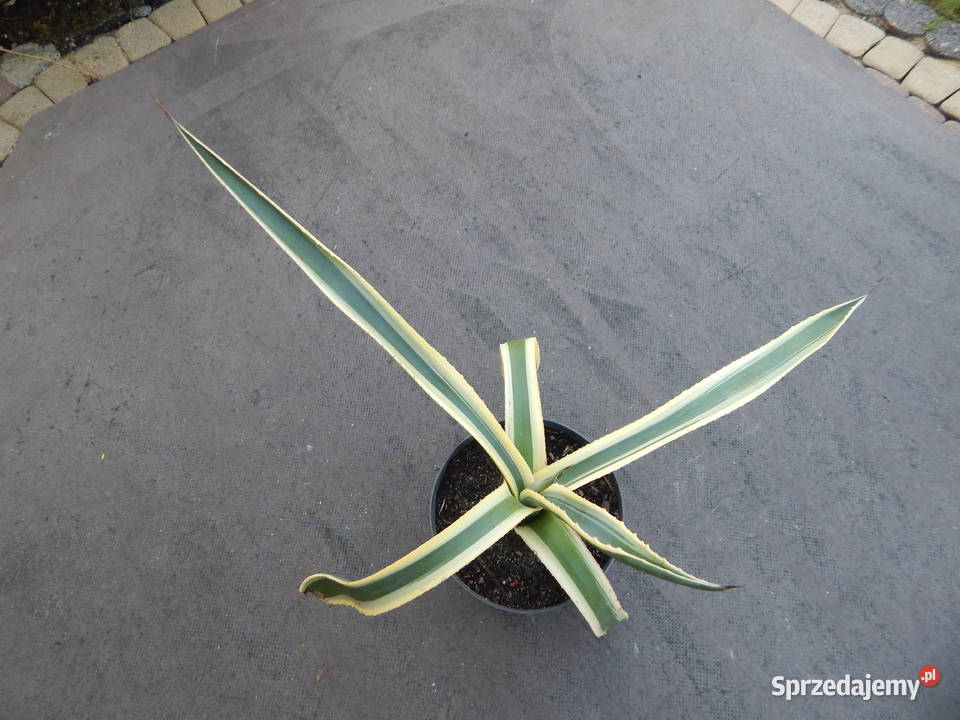 Kolorowa agawa agave americana variegata NOVA 3 Kraków