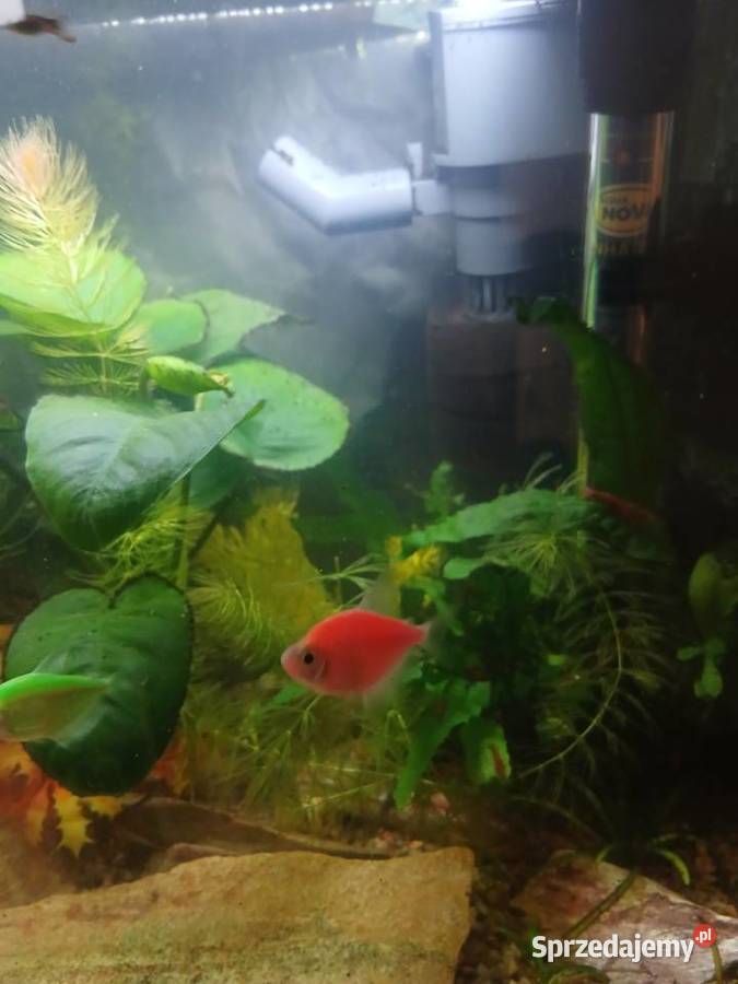 Rybki tetra fluo Warszawa
