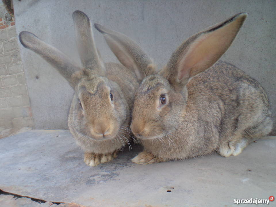 Sprzedam młode króliki belgijskie Ciechocin