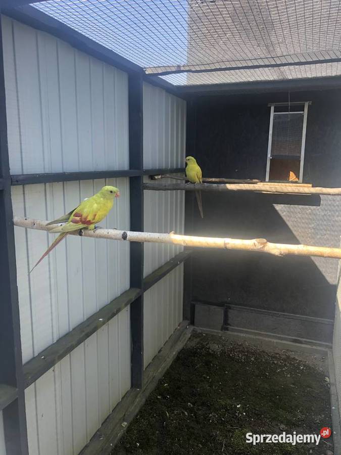 Papugi Bergi Żółty Pastel Okazja Jedlicze