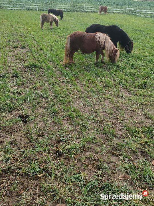 Sprzedam kuce szetlandzkie łódzkie Brzeziny sprzedam