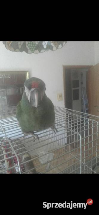 Kakadu Białooka Goffini Kakadu Ręcznie Poznań