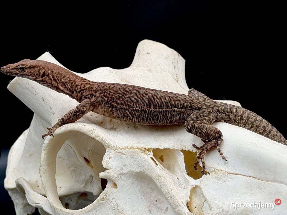Varanus pilbarensis