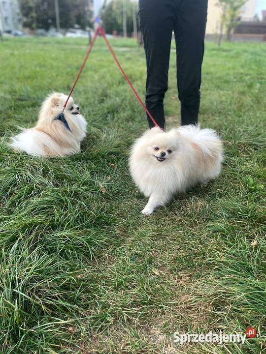Szpic miniaturowy Pomeraniancudne REPRODUKTOR Y Płock