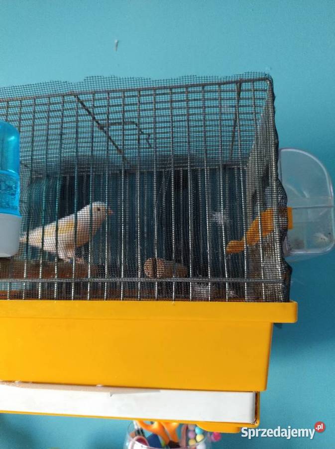 Kanarek żółty mozaika samica Częstochowa