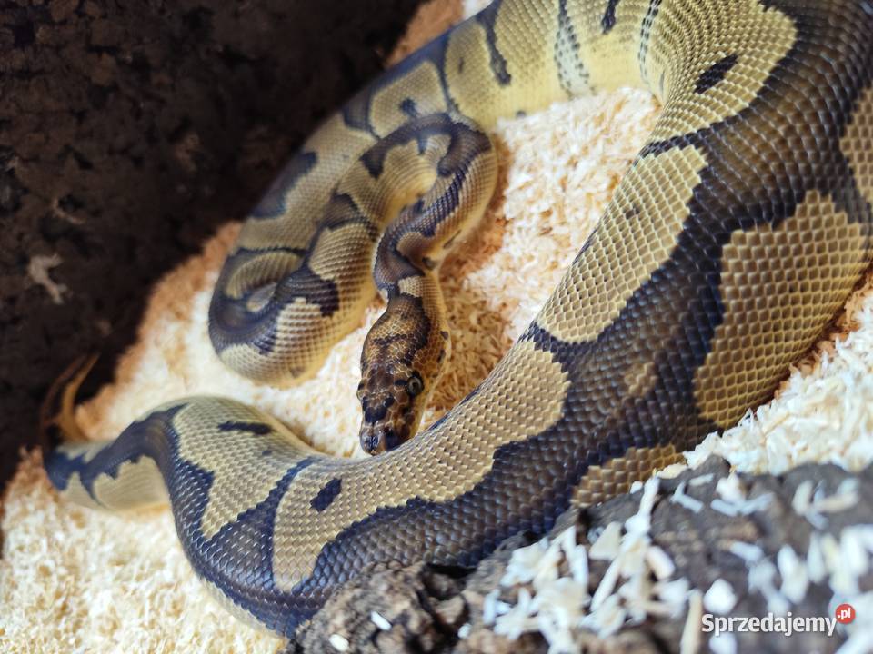 Pyton z terrarium Gady i płazy mazowieckie