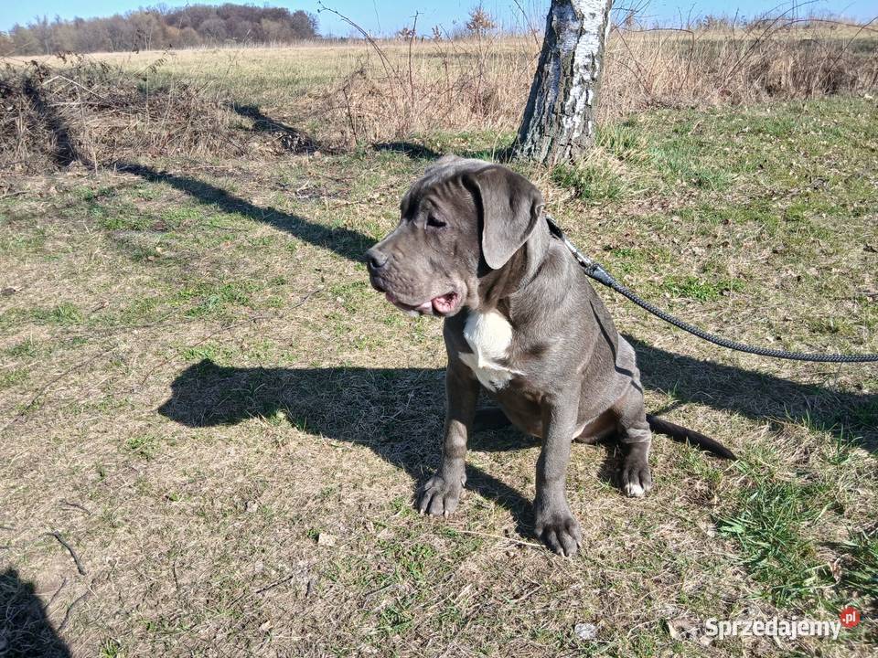 Alano Espanol suczka Świdnica Polska