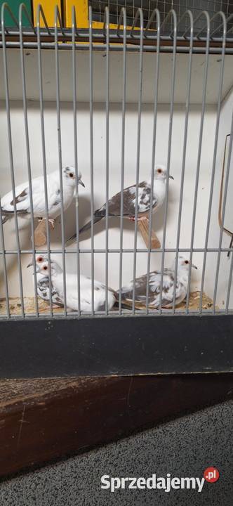 Sprzedam gołąbki diamentowe wielkopolskie