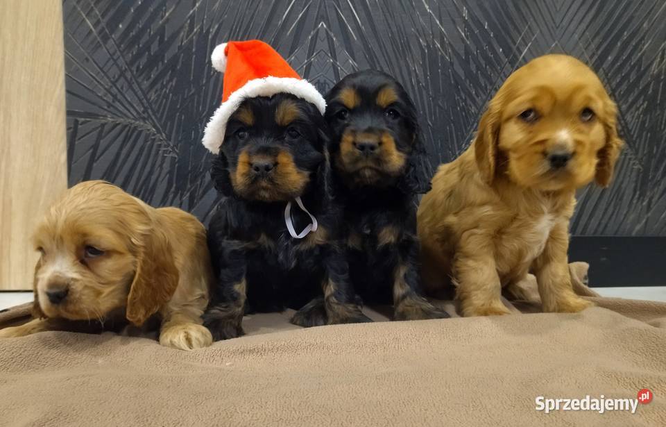 Cocker Spaniel Angielski Radom