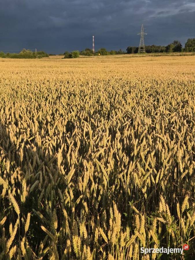 Sprzedam pszenice elektra