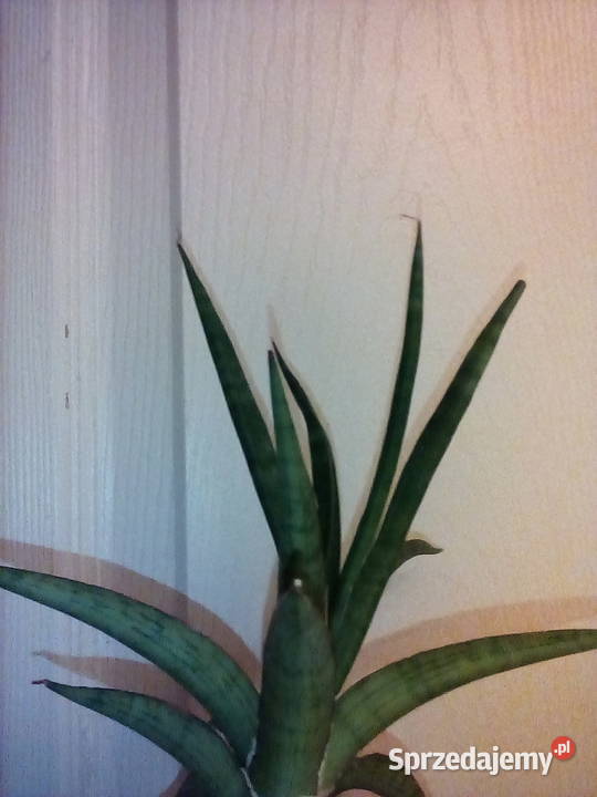 Sansewieria ciekawa odmiana kolorystyczna w Rośliny sprzedam