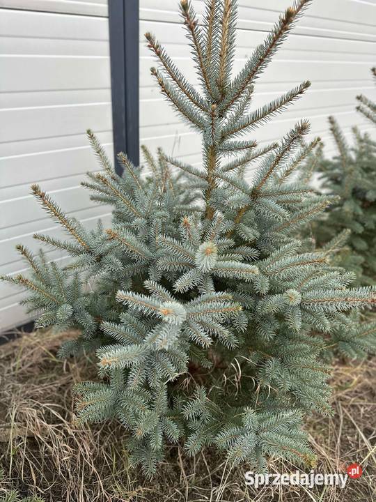 Choinki Bożonarodzeniowe jodła kaukaska Radom