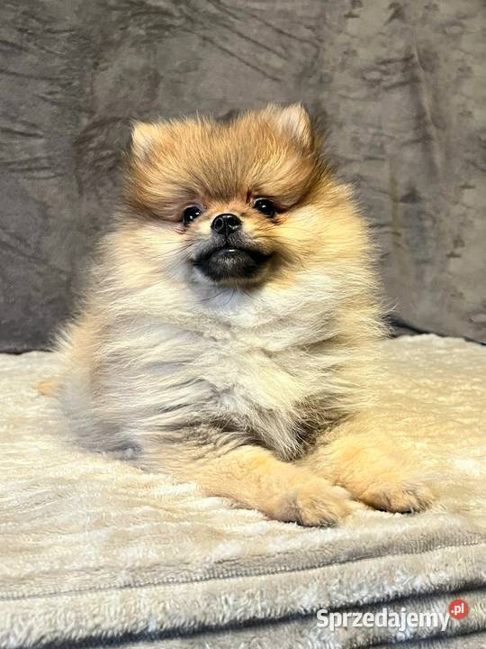 Szpic miniaturowy Pomeranian ORANGE Łódź