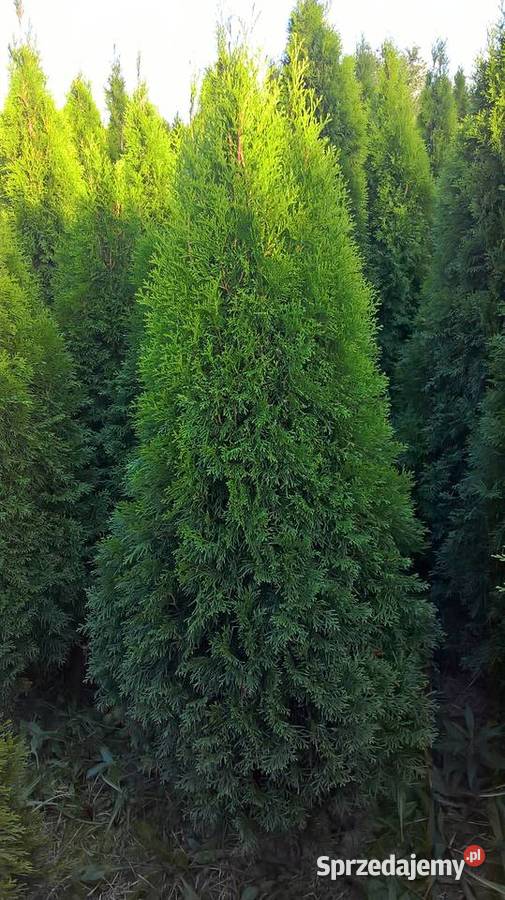 Szmaragd Wyprzedaż Promocja Najtaniej Mszczonów sprzedam