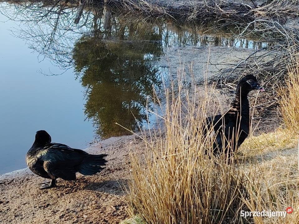 Sprzedam kaczora piżmowego w typKaczor piżmowy Rytel
