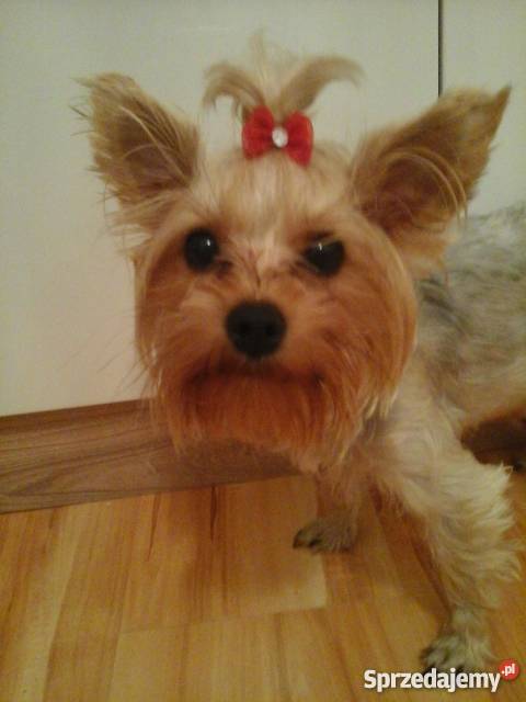 Yorkshire terrier 7 tygodni wielkopolskie