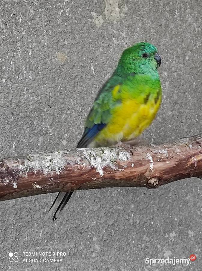 Sprzedam Aleksandretty świergotki i inne ptaki Kalisz