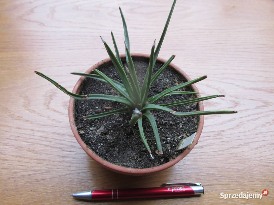 Superminiaturowa 14letnia agawa agave albopilosa Kraków