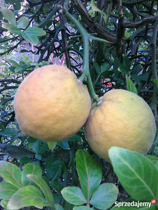 Pomarańcza trójlistkowa Poncirus sadzonka P9 wielkopolskie Gostyń