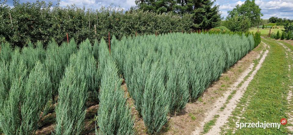 Jałowiec skalny Juniperus scop BLUE ARROW 100120