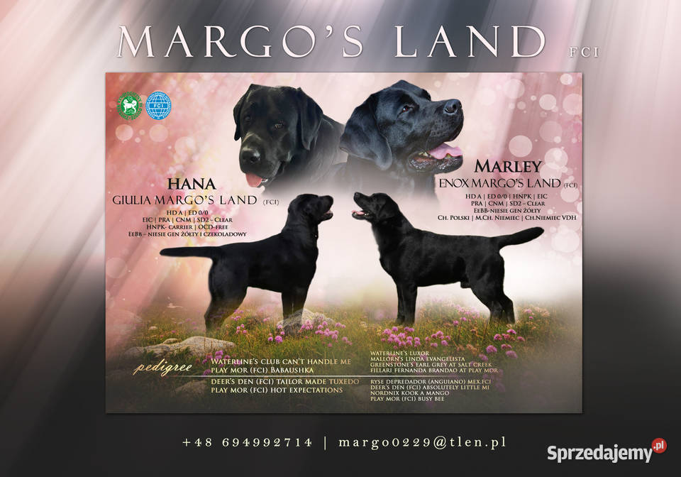 Labrador retriever FCIZKwP Mikstat sprzedam