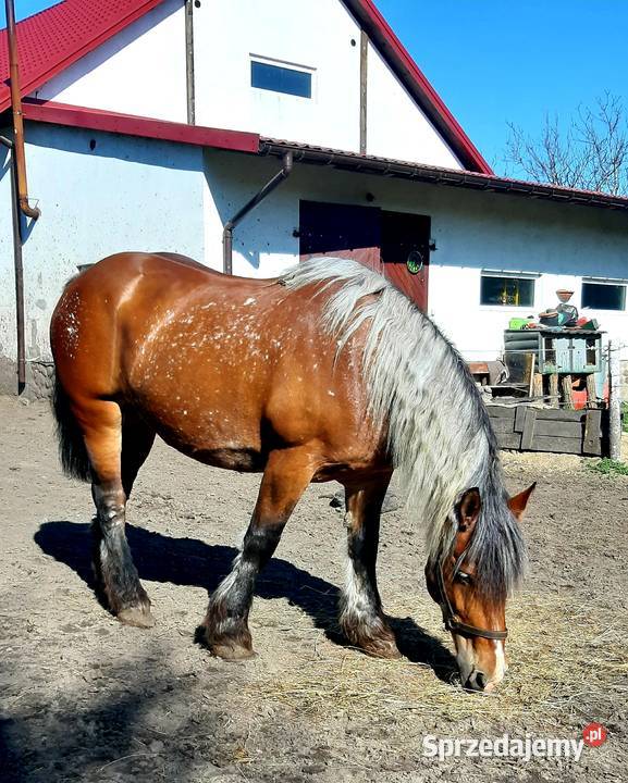 Sprzedam klacz sztumska sprzedam