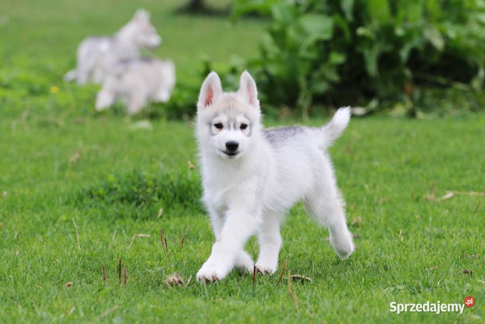 Siberian Husky ZKwP Żukowo sprzedam