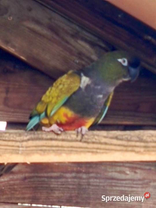 Patagonka samica Zwierzęta wielkopolskie Pamiątkowo