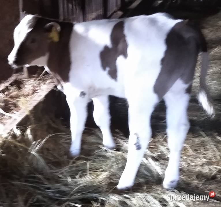 Sprzedam byczka maści białobrązowego Mońki