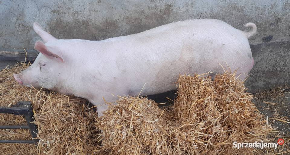 Knurek PBZ x WBP Strzałkowo