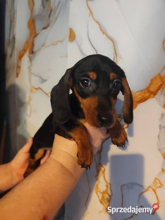 Jamnik krótkowłosy suczka Strzegowo