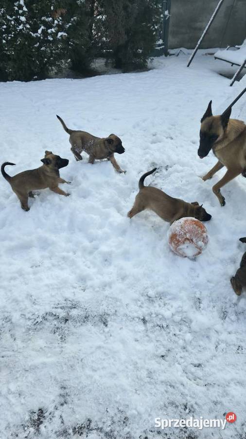 Owczarek belgijski sprzedam