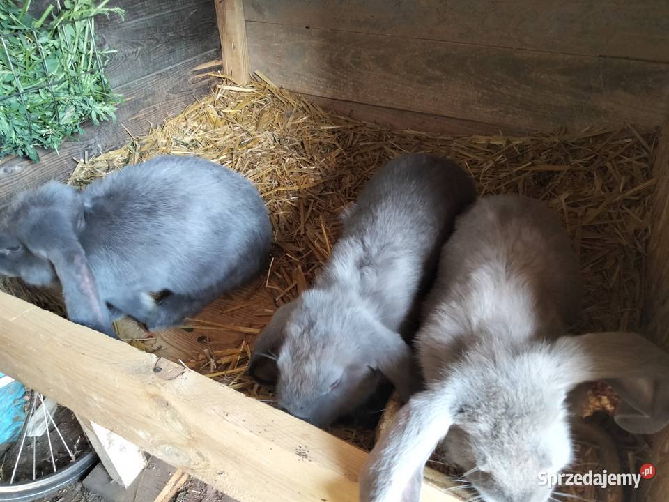 Sprzedam króliki rasy Baran Francuski Niebieski Zdany