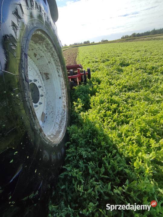 Seradela na poplonybadz na paszę Zduńska Wola
