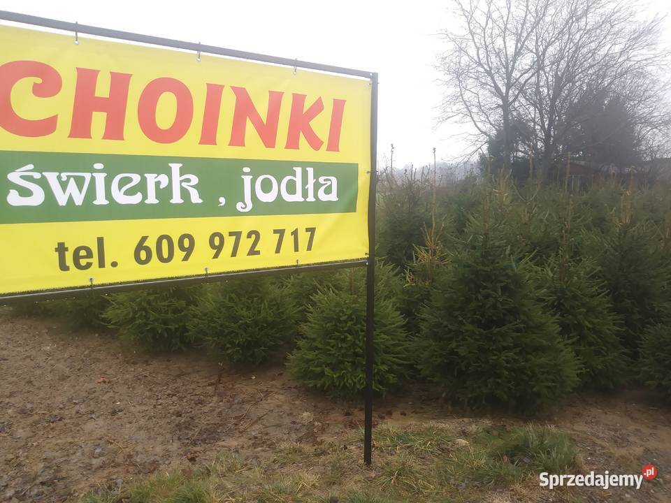 Choinki Świąteczne lubelskie Bełżyce