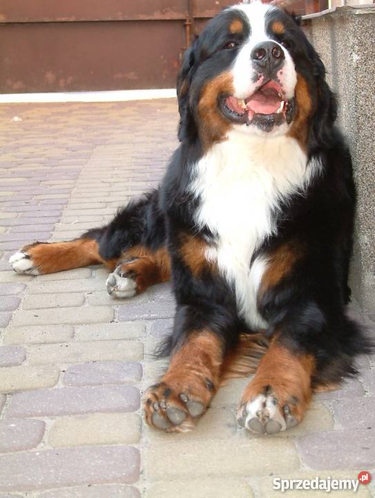 Reproduktor Berneński Pies Pasterski krycie Barcin