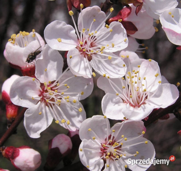 MORELA POSPOLITA  Prunus armeniaca NASIONA 100g kujawsko-pomorskie Lubanie sprzedam
