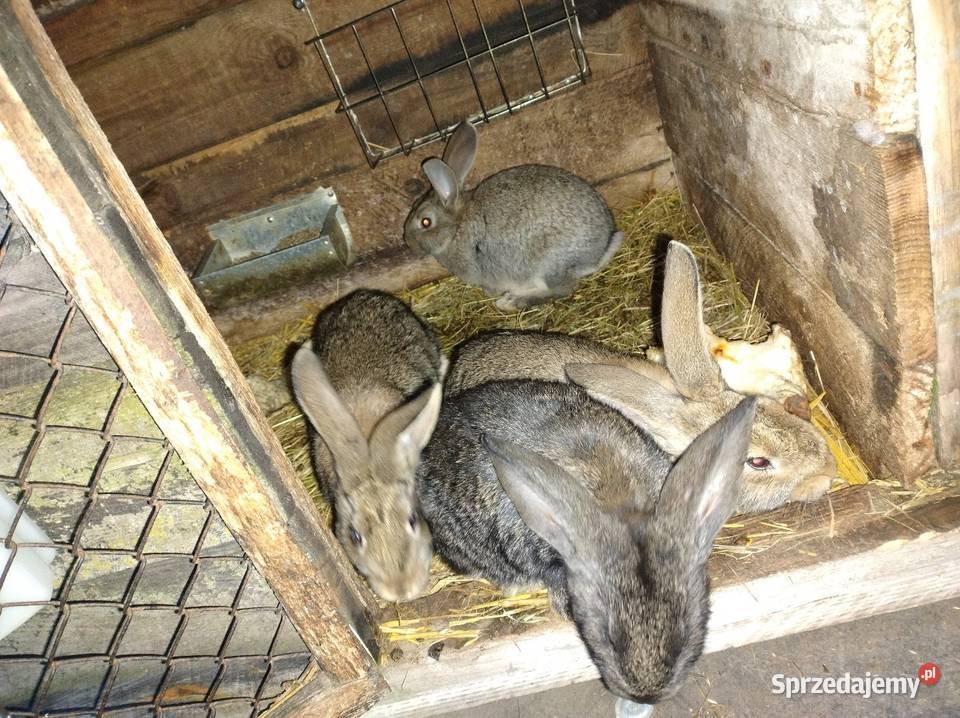 Samiczki belgu sprzedam kujawsko-pomorskie