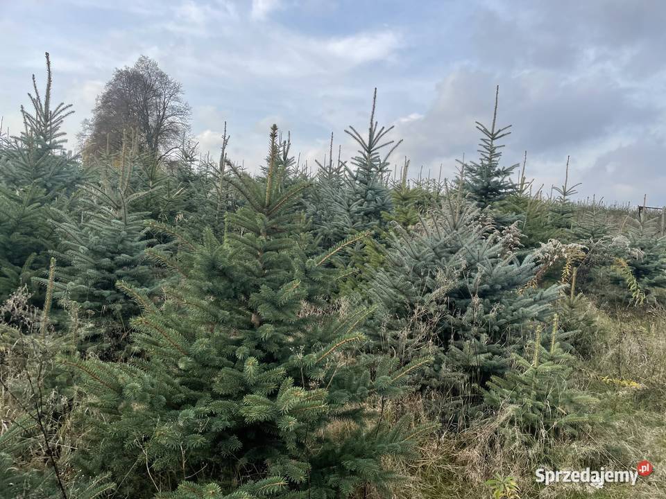 Choinki świerk srebrny Chojnata sprzedam