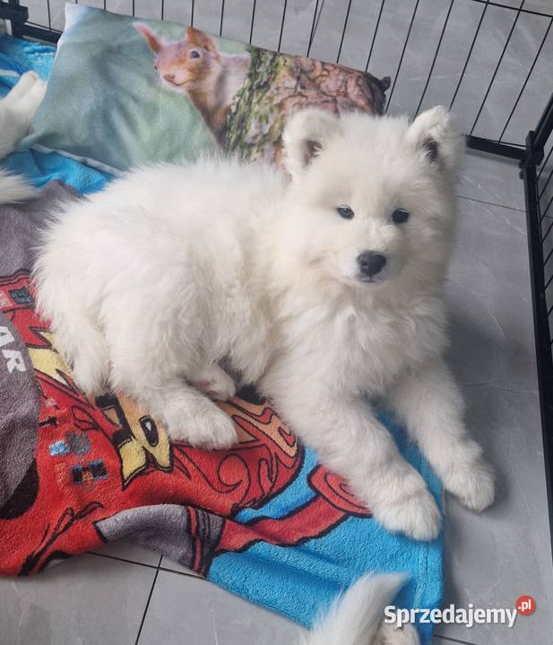 Szczeniaki rasy samoyed gotowe do odbioru Września