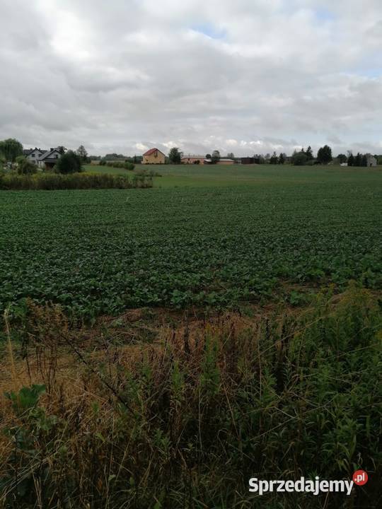 Syndyk sprzeda udział 16 w działkach Jędrzejów budowlana Sprzedaż Jędrzejów Nowy
