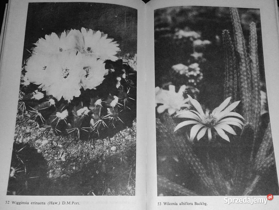 Uprawa kaktusów Stanisław Hinz Mieczysław Chełm